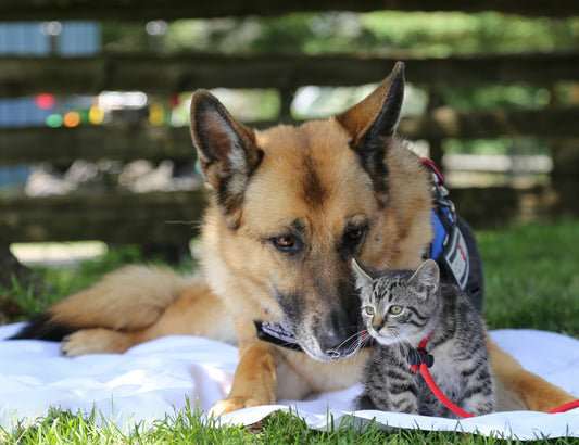 First Aid for Dogs and Cats